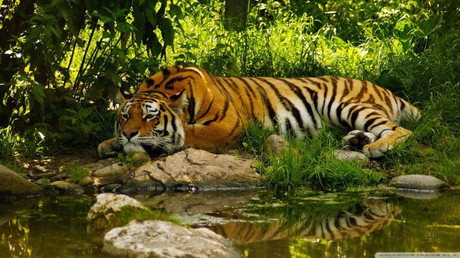 Отдых тигра